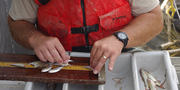 Great Lakes Fisheries Management | Lake Erie Surveys